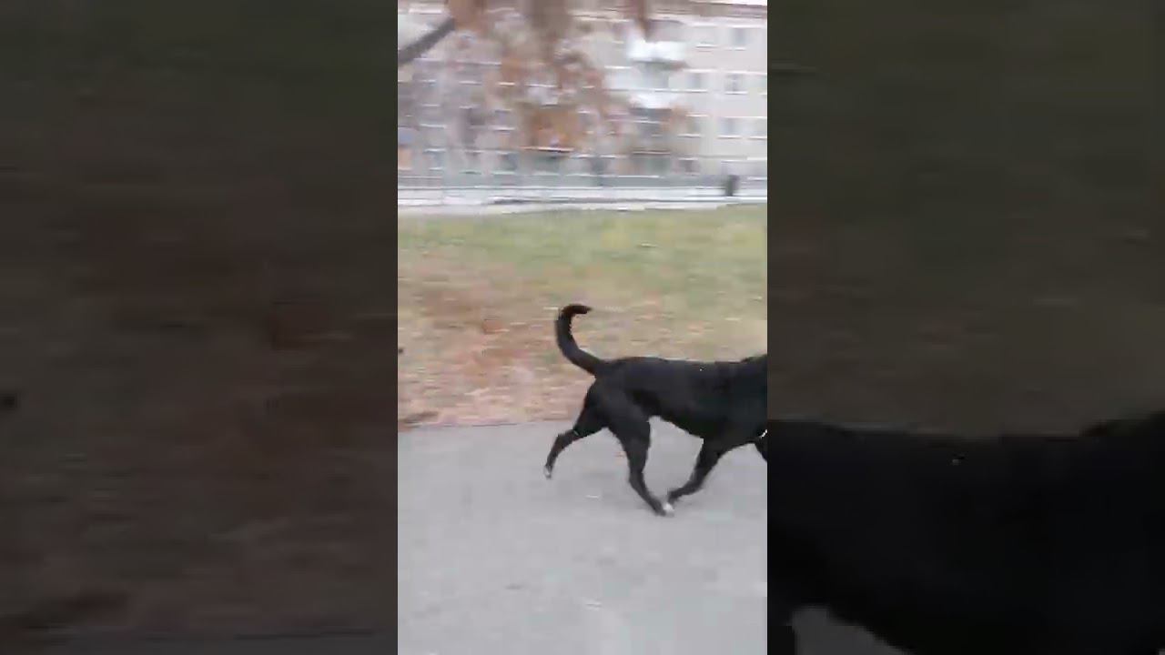 Cute dogs/Beautiful life смотреть онлайн