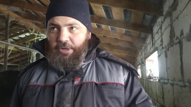 Всё о Джерсейской породе коров. Стоит ли Джерси своих денег? смотреть онлайн