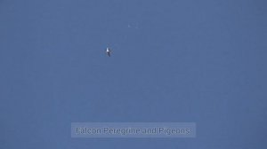 Сокол Сапсан жёстко охотиться на голубей. Falcon Peregrine is hard at hunting pigeons.