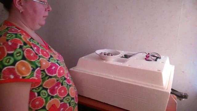 Овоскопирование перепелиных яиц.Инкубационная таблица смотреть онлайн