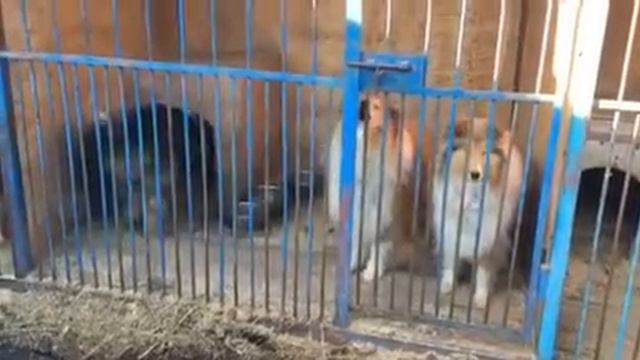 вольер 7 смотреть онлайн