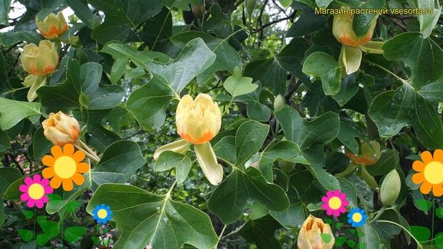 Лириодендрон тюльпанный Криспум. Краткий обзор, описание liriodendron tulipifera Crispum смотреть онлайн
