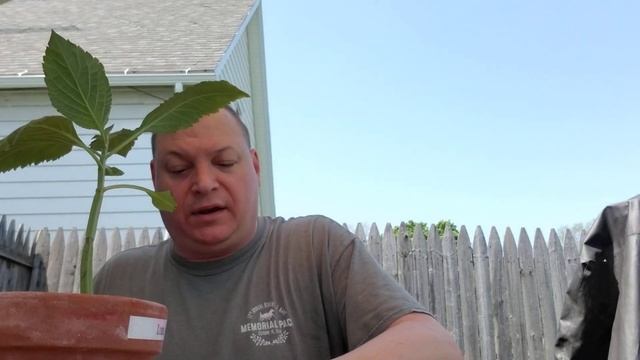 100x Salvia Divinorum This Is and Was A Real "Salvia Divinorium Trip & Travel" for me. смотреть онлайн