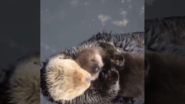 МОРСКАЯ ВЫДРА САМКА . смотреть онлайн