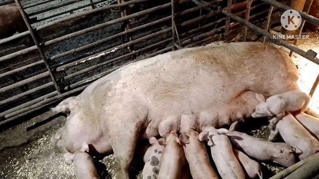 Вертолёты распугали всю рыбу. На рыбалке в Горловке и Енакиево. смотреть онлайн