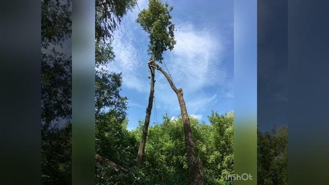 «Экватор» опиловка дерева, арбористика смотреть онлайн