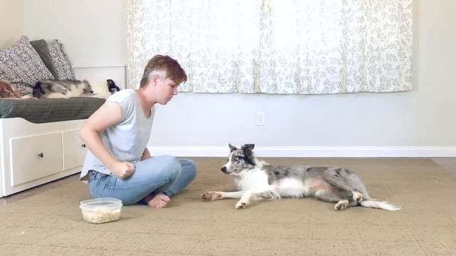 DOG TRICKS - 20 Trick Tutorials!