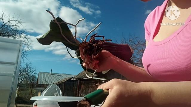 весна на даче. посадка пиона. пересадка орхидеи. в гостях у мужа. жизнь с собакой. смотреть онлайн