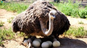 Разведение страусов / Бизнес идея / Страусиная ферма