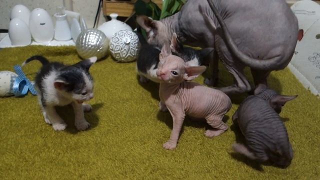 Котята донского сфинкса (четыре недели) смотреть онлайн