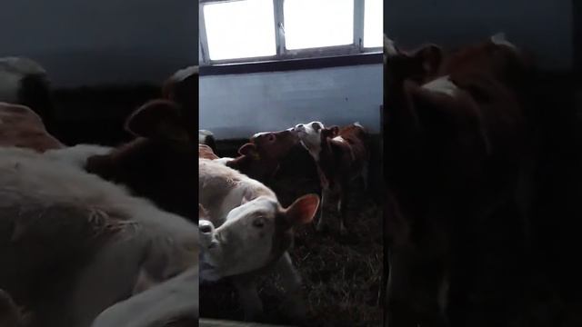 День Святого Валентина))) смотреть онлайн