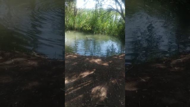 Гусак топчет пекинскую утку.