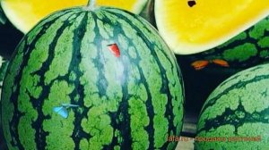 Арбуз обыкновенный Золотой Реванш F1 ? обзор: как сажать, семена арбуза Золотой Реванш F1