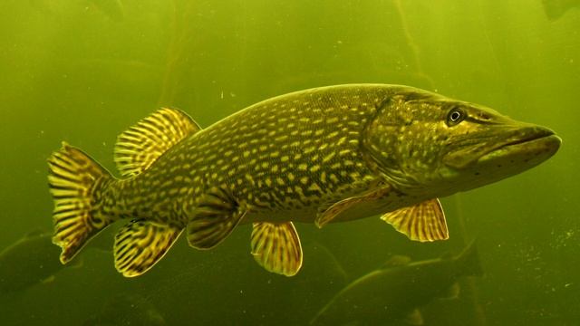 нерест у щуки, необходимая рыболову информация. смотреть онлайн