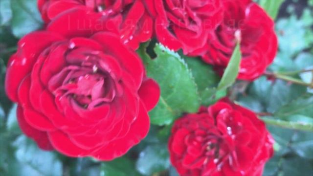 Привітання з Днем Ангела Світлани З Днем Ангела З Днем Ангела смотреть онлайн