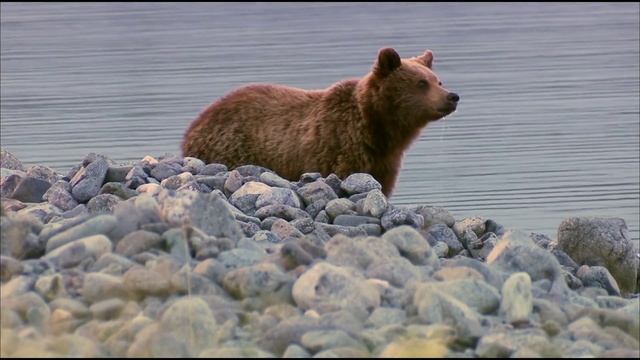 Дикая природа России / Wild Russia - Episode 3: Siberia / Cибирь смотреть онлайн