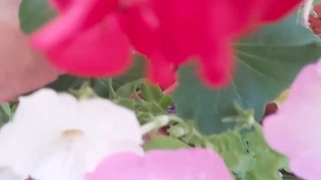 Petunien und geranien zusammen pflanzen смотреть онлайн