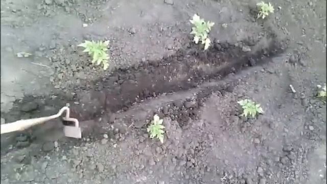 Как избавиться от капустянки (медведки) смотреть онлайн