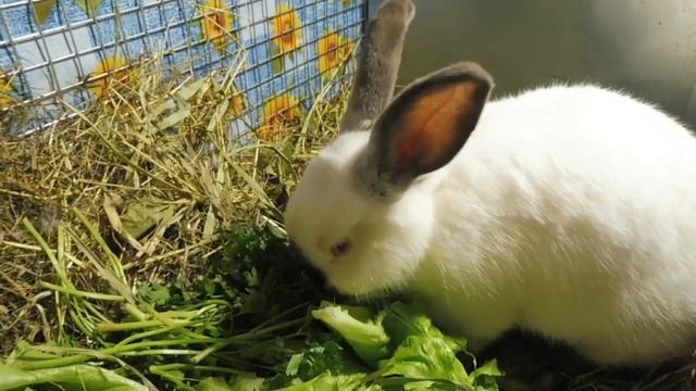 ВЕС крольчат в 15 дней / Калифорнийский кролик / Первые детки Мишель и Ромео / Мари Мистик кролик смотреть онлайн
