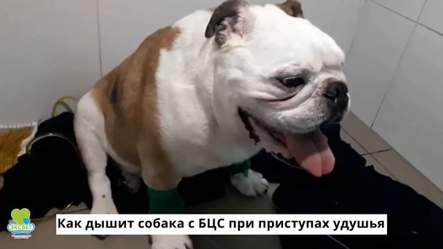 Как дышит собака с БЦС при приступах удушья смотреть онлайн