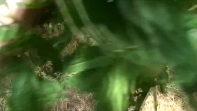 Обзор томатов во "дворце". Новые сорта ! смотреть онлайн