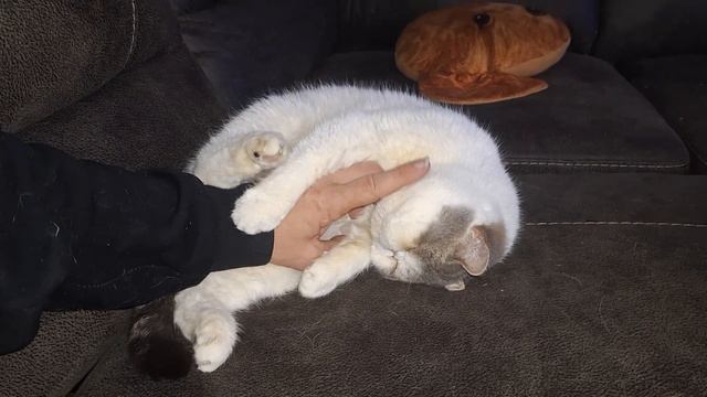 Даже брутальному коту хочется ласки. Even a brutal cat wants affection. смотреть онлайн