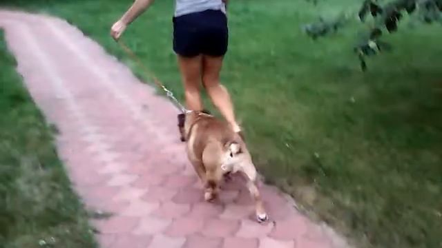 Арни. Английский бульдог. смотреть онлайн
