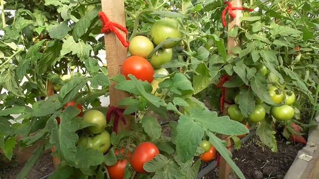 Томат Мамонтенок. Ожидания и реальность. Так ли хорош томат Мамонтенок, как его расхваливают? смотреть онлайн