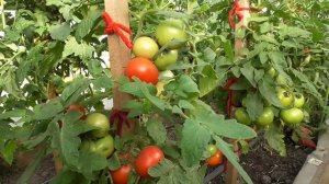 Томат Мамонтенок. Ожидания и реальность. Так ли хорош томат Мамонтенок, как его расхваливают?