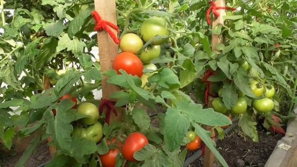 Томат Мамонтенок. Ожидания и реальность. Так ли хорош томат Мамонтенок, как его расхваливают?