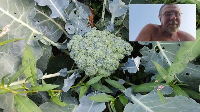 Брокколи в 2021 году. 17 июля Ленинградская область.