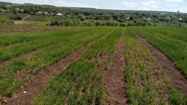 Наши всходы чернушки смотреть онлайн