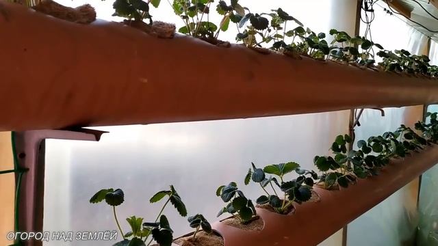 ВЫРАЩИВАНИЕ КЛУБНИКИ В ЗИМНИЙ ПЕРИОД/Теплица для клубники/Сорта,свет,подкормка,опыление. смотреть онлайн