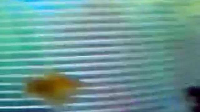 Моллинезии Балон /черные, белые/.пецилии трех цветные. смотреть онлайн