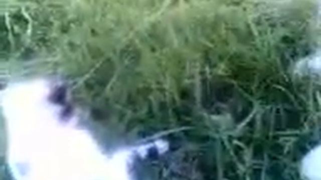 анишино Белёв монастырь смотреть онлайн