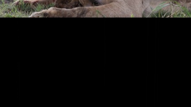 Rutube_account_612359