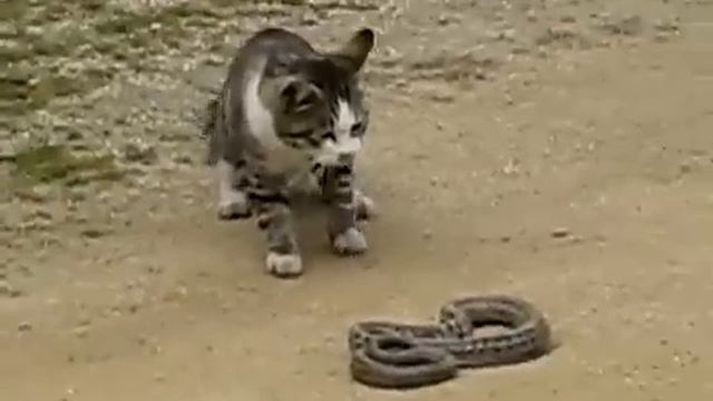 Змея укусила кота !!! смотреть онлайн
