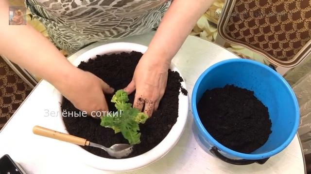 Пересадка балконных томатов на постоянное место. смотреть онлайн