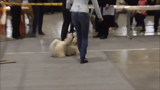 кобель промежуток смотреть онлайн