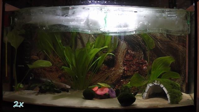 Аксололь. Охлаждение аквариума бутылками со льдом. Axolol. Cool the aquarium with ice bottles. смотреть онлайн