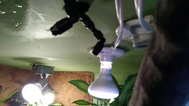 Green Tree Monitor - Part 5 смотреть онлайн