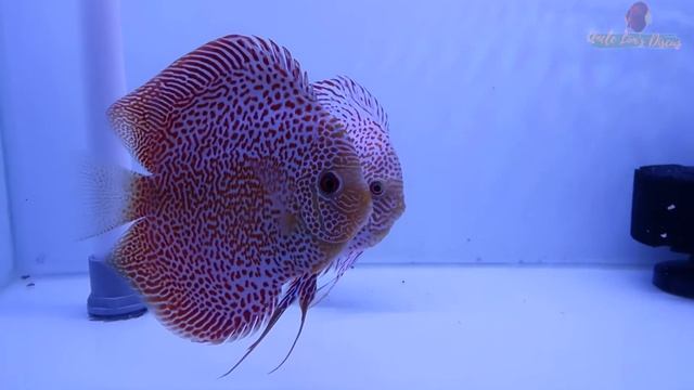 Face Spotted Eruption Discus - Uncle Lim's Discus