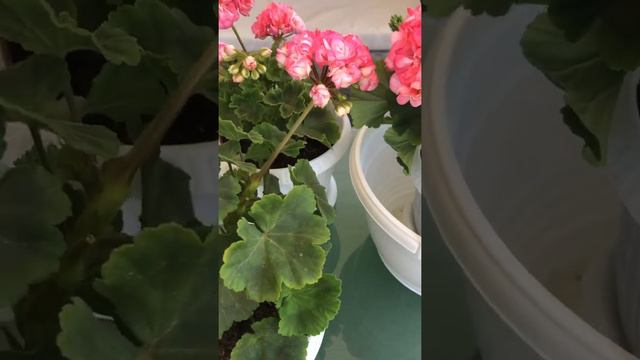 Любимые розебуды Дениз и Фишер смотреть онлайн