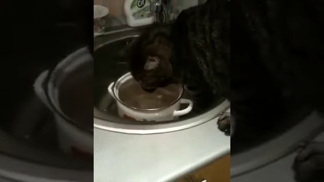 Кот смотреть онлайн
