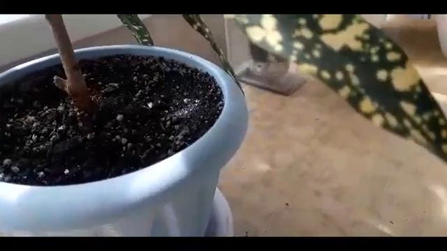 Результаты укоренения Кротона, Калатеи, Аглаонемы, где лучше????? смотреть онлайн