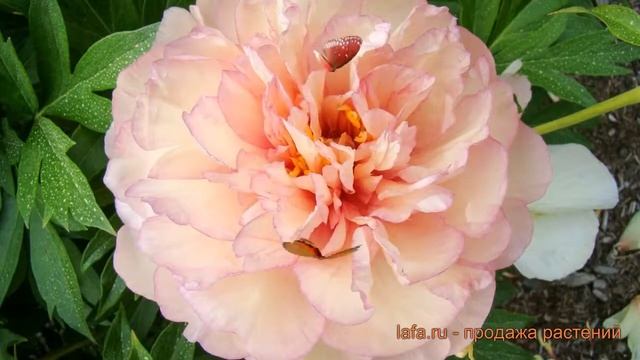 Пион ито Скрамдидлеумпшс (scrumdidleumptious) ? обзор: как сажать, саженцы пиона Скрамдидлеумпшс