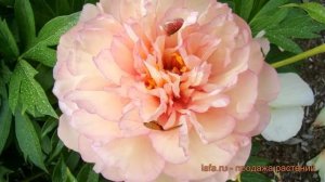 Пион ито Скрамдидлеумпшс (scrumdidleumptious) ? обзор: как сажать, саженцы пиона Скрамдидлеумпшс