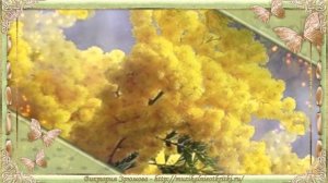 Футаж весенний - фон мимоза для фото и текста