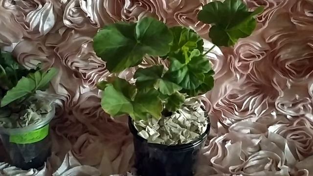 ИСЧЕЗ ЗВУК! - ниже ссылка !Лучшие сортовые пеларгонии. Посылка №5 . Редкие ! Какой сорт не купила? смотреть онлайн