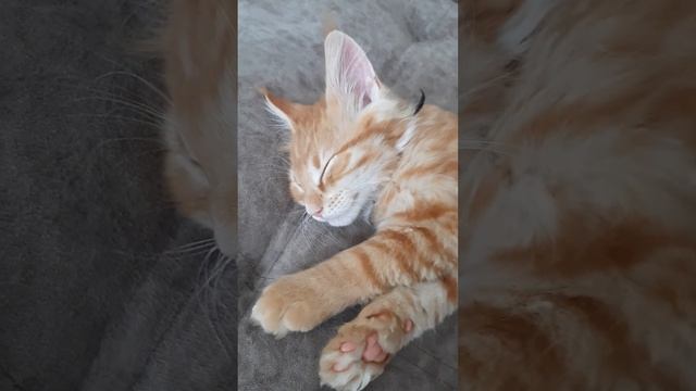 МЕЙН КУН В 2 МЕСЯЦА .#animal #cat #mainecoon смотреть онлайн